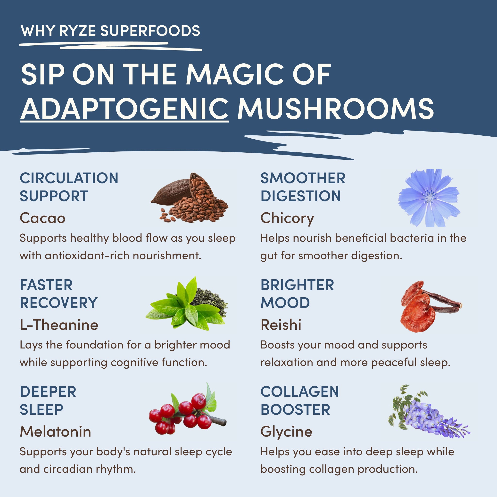 Mushroom Hot Cocoa (20 servings)